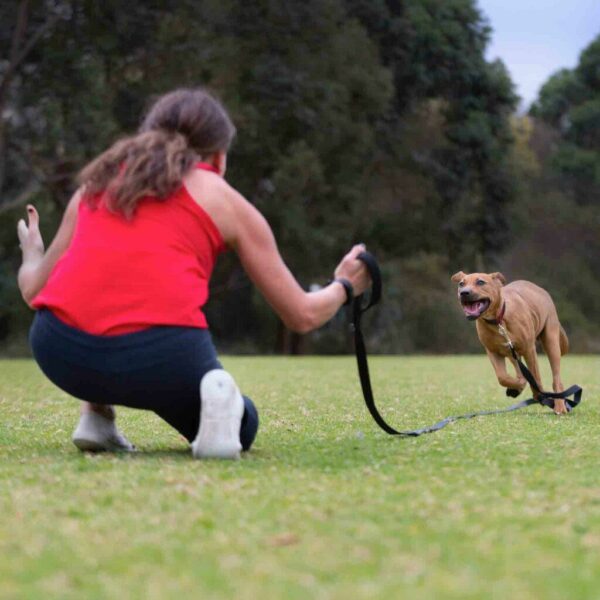 Canny Recall Dog Training Lead Medium/Large