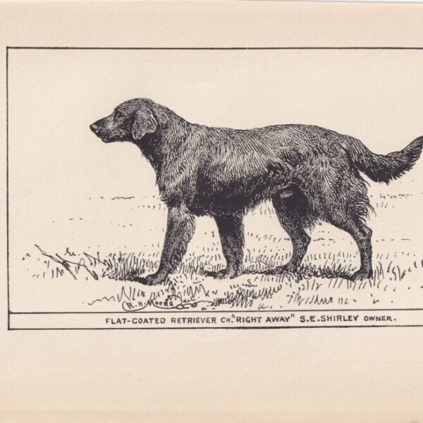 1900 Flat-Coated Retriever Print - Original Antique Dog R. H. Moore Wall Art Lover Gift 8.6 X 5.6 Inches