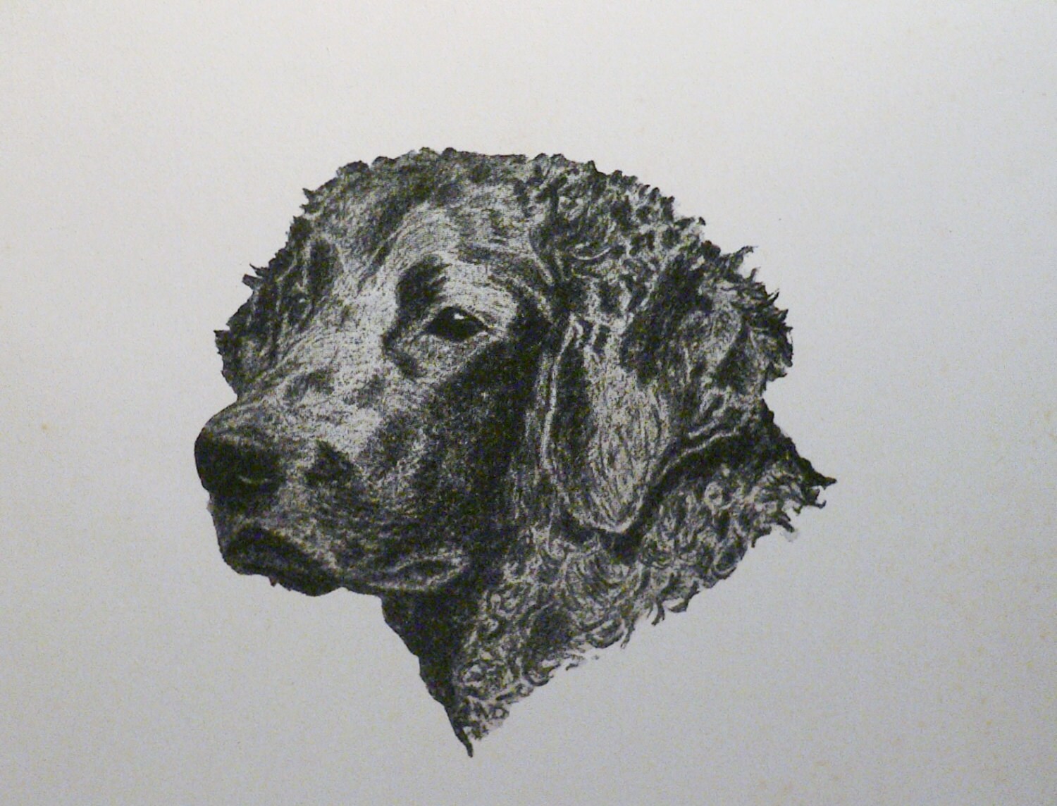 1935 Retriever Dog Curly Coated Vintage Original C Francis Wardle Bookplate Dog Print Unique Rare Gift