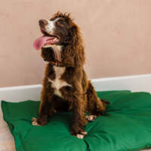 Dog Bed Duvet & Dog Bed Duvet Cover Sml/Med Polycotton Green - Small to medium